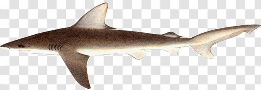 Tiger Shark Sandbar Squaliform Sharks Animal Attack - Deuterostome - Requiem Transparent PNG