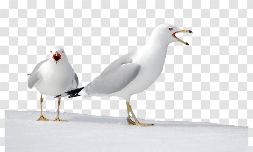 European Herring Gull Gulls Advertising Painting Transparent PNG