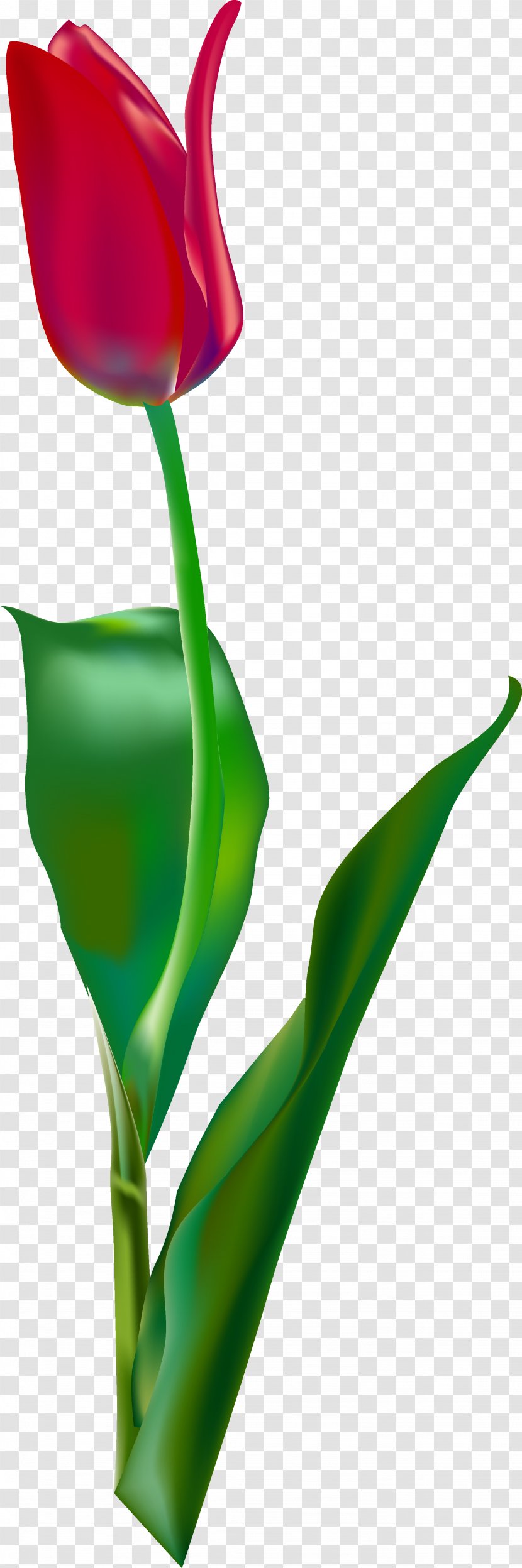 Euclidean Vector Tulip - Flower Transparent PNG