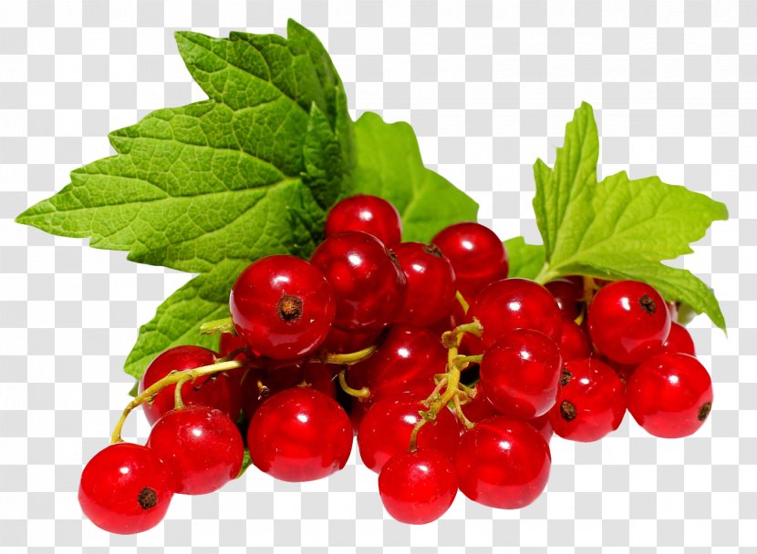 Redcurrant Frutti Di Bosco Blackcurrant White Currant Gooseberry - Berry Transparent PNG