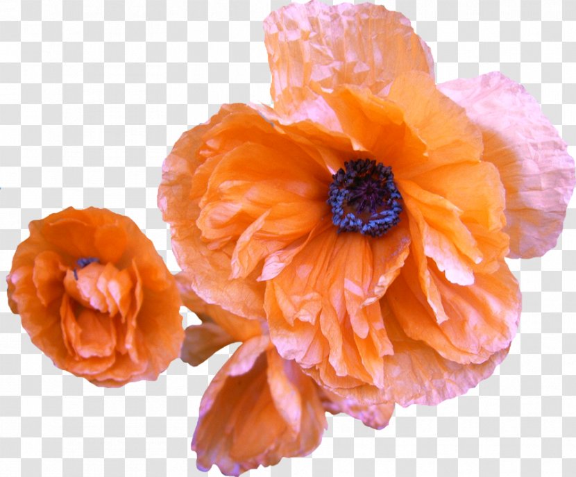 Common Poppy Flower Orange - Peach - Poppies Transparent PNG