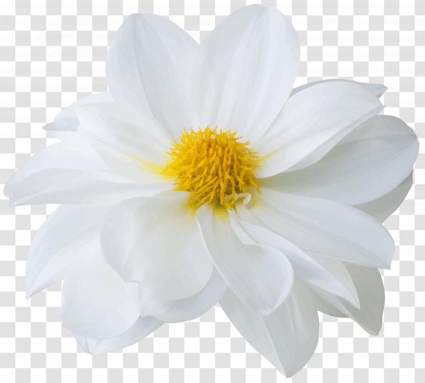 Chrysanthemum Dahlia - Flower Transparent PNG