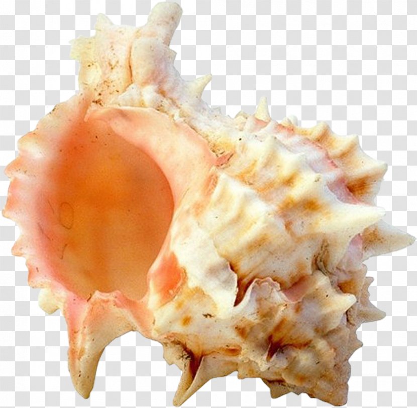 Seashell Mollusc Shell Clip Art - Snail Transparent PNG