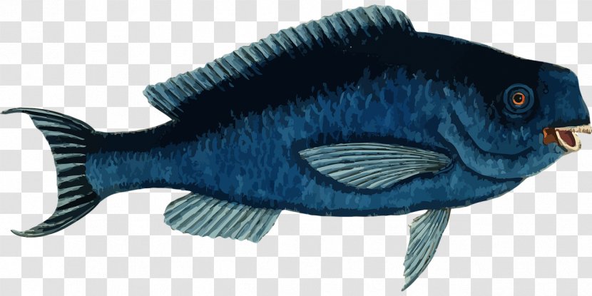 Fish Sea Animal Clip Art - Blue Parrotfish Transparent PNG