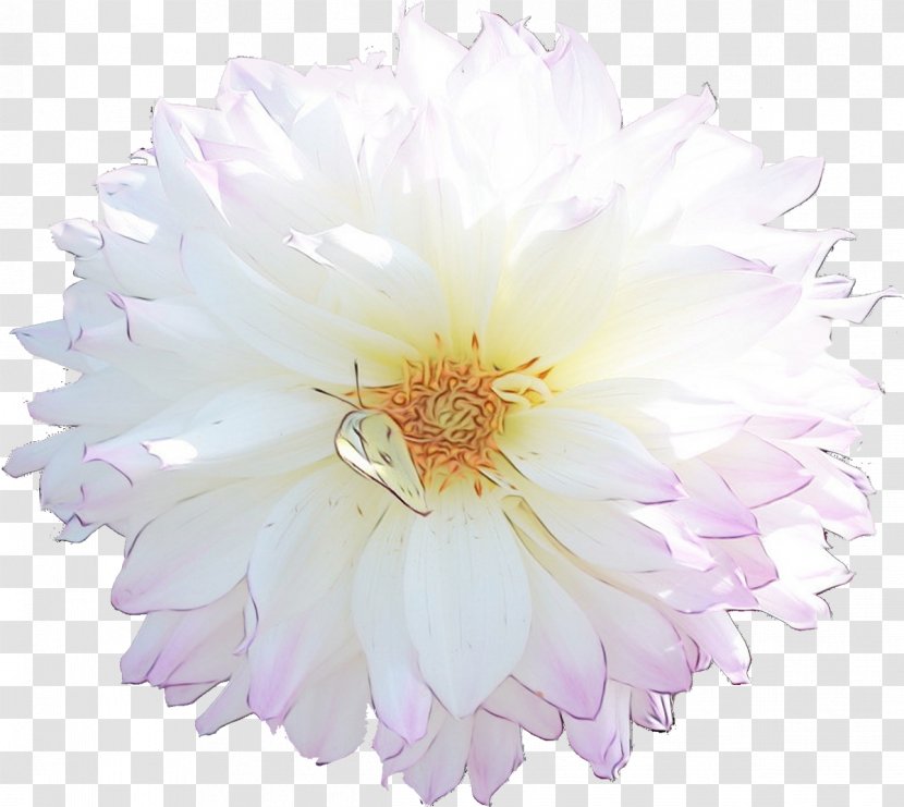 Chrysanthemum Rose Family Cut Flowers Petal - Wildflower - White Transparent PNG