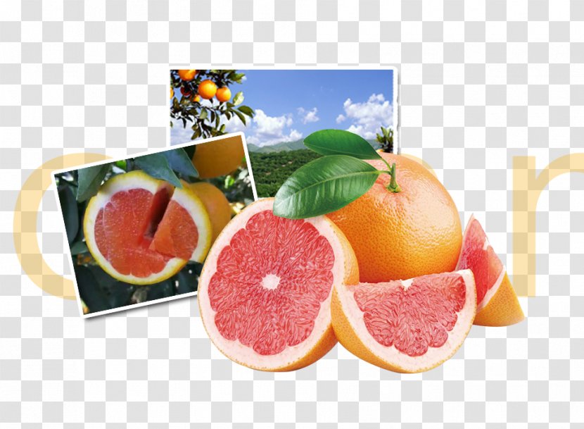 Grapefruit Juice Organic Food Berry - Citric Acid - Blood Orange Material Transparent PNG