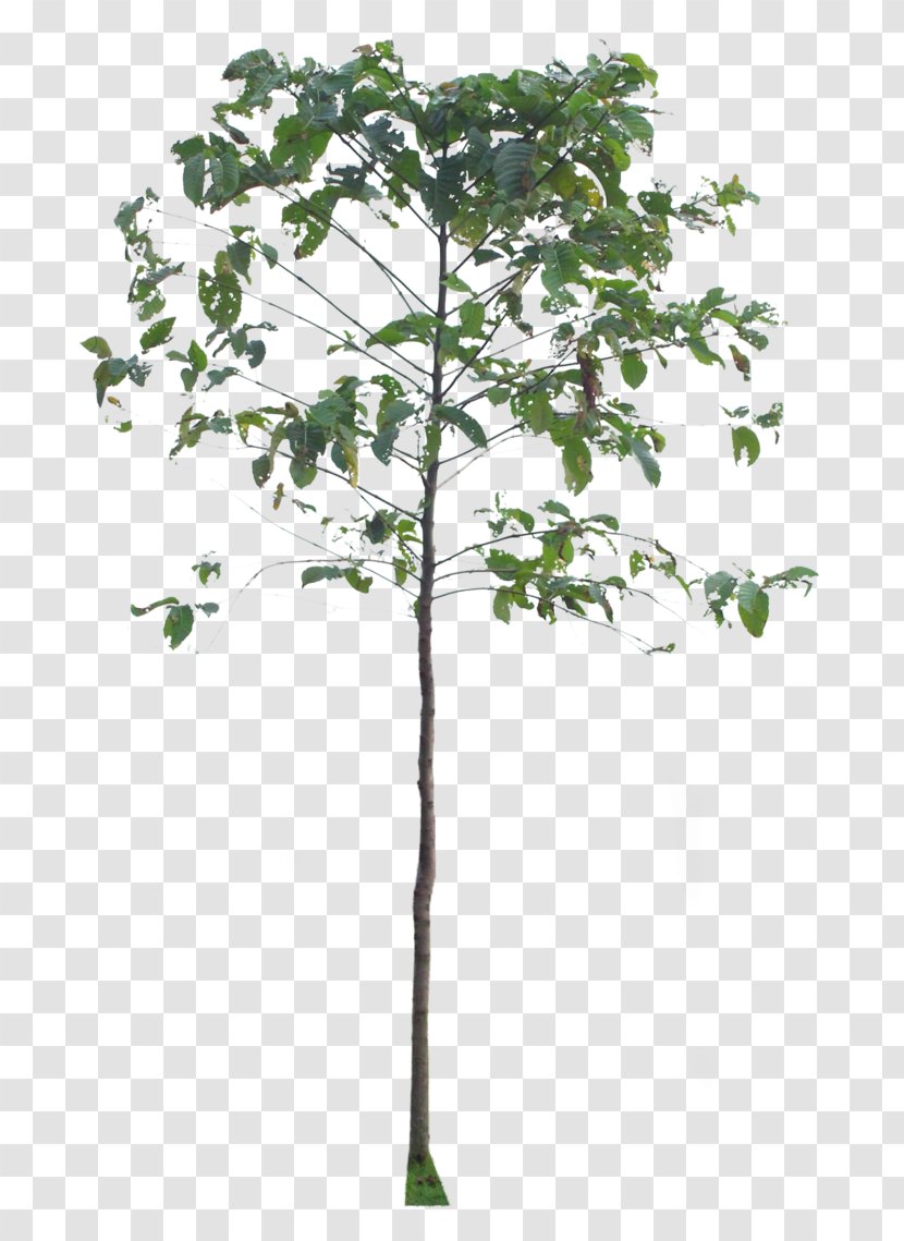 Twig Plant Stem Leaf - Tree Transparent PNG