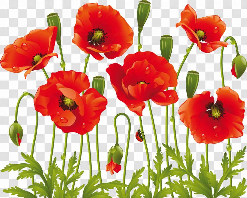 Common Poppy Clip Art Flower Drawing - Petal Transparent PNG