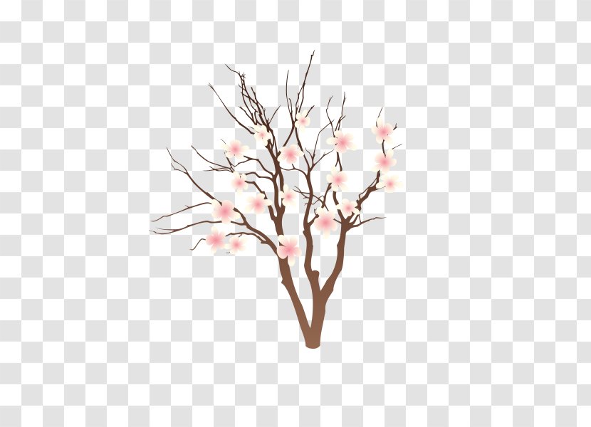 Peach Drawing Cartoon - Illustration - Blossom Transparent PNG