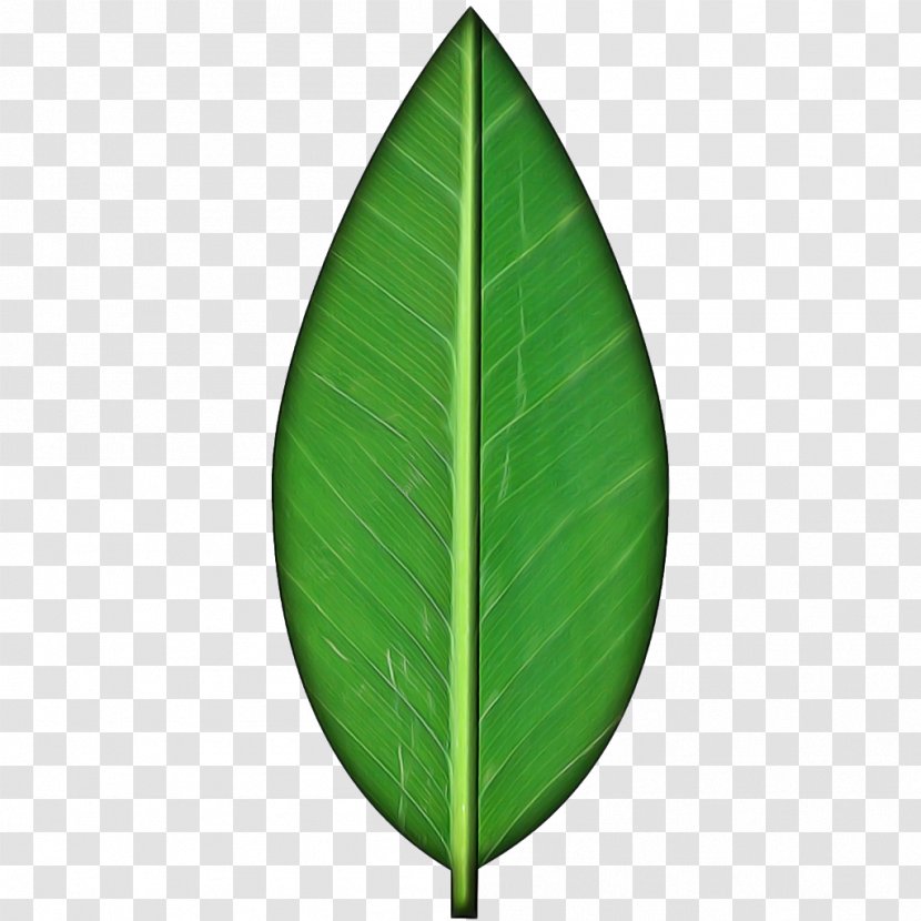 Banana Leaf - Flower - Tree Transparent PNG