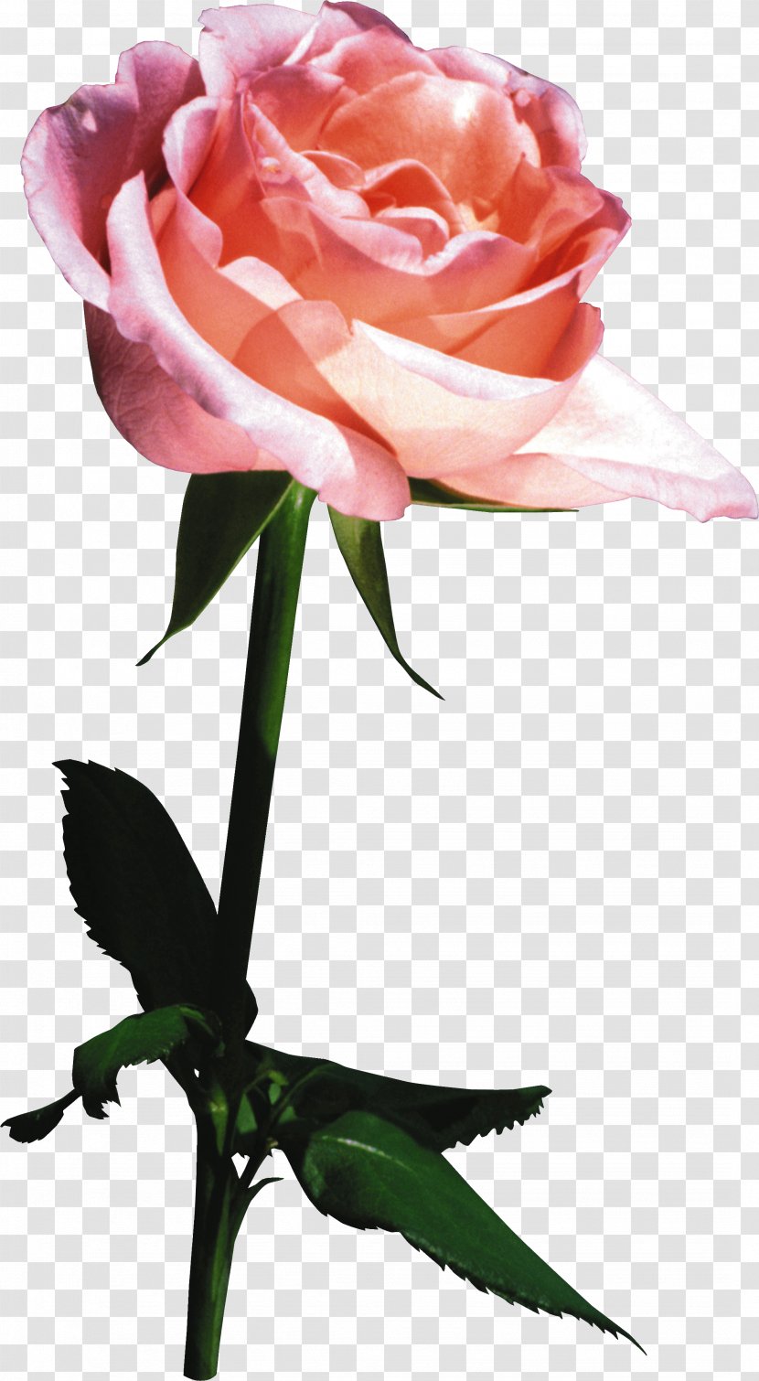 Garden Roses Cabbage Rose Cut Flowers Floral Design - Floristry - Flower Transparent PNG