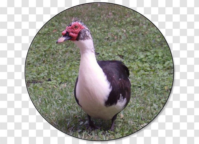 Muscovy Duck Mallard American Pekin Bird - Poultry And Livestock Transparent PNG