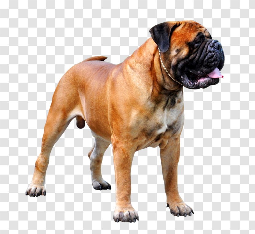 Dorset Olde Tyme Bulldogge English Bullmastiff Boxer Toy Bulldog - Dog Breed Group - Artificial Insemination Transparent PNG