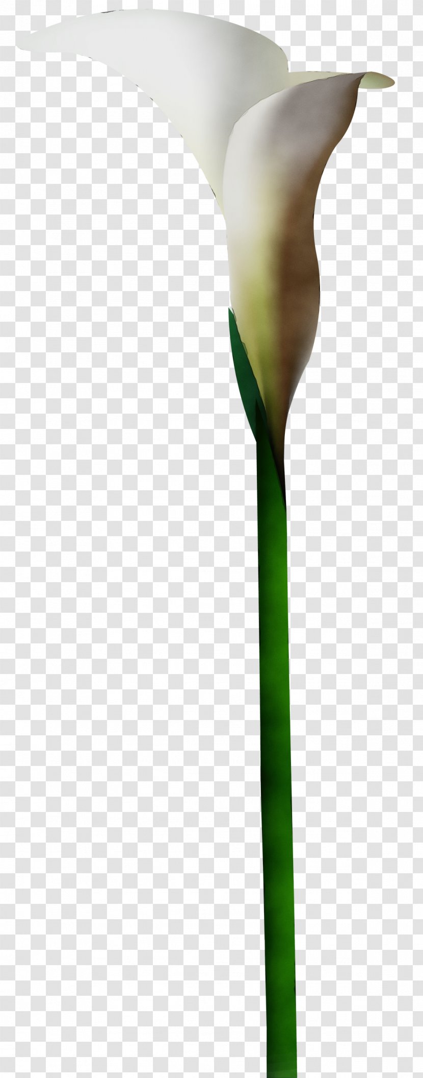 Green Plant Stem Flower Leaf - Arum Family - Tulip Transparent PNG