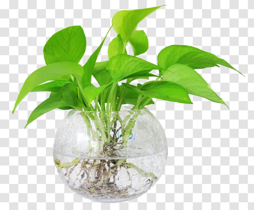 Devil's Ivy Ornamental Plant Water Hydroponics Leaf - Kudzu Transparent PNG