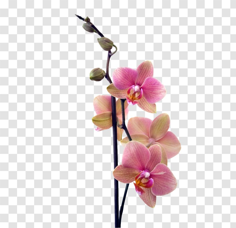 Buffet Menu How To Grow Orchids News Design Paper - Plant Stem Transparent PNG