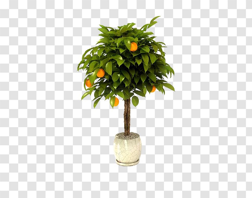 Bonsai Tree Citrus × Sinensis Lemon Garden - Mandarin Orange Transparent PNG