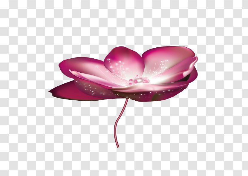 Nelumbo Nucifera Download Clip Art - Computer - Lotus Transparent PNG