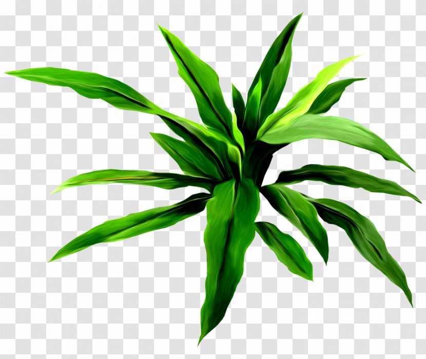 Flower Drawing - Plant - Monstera Vector Transparent PNG