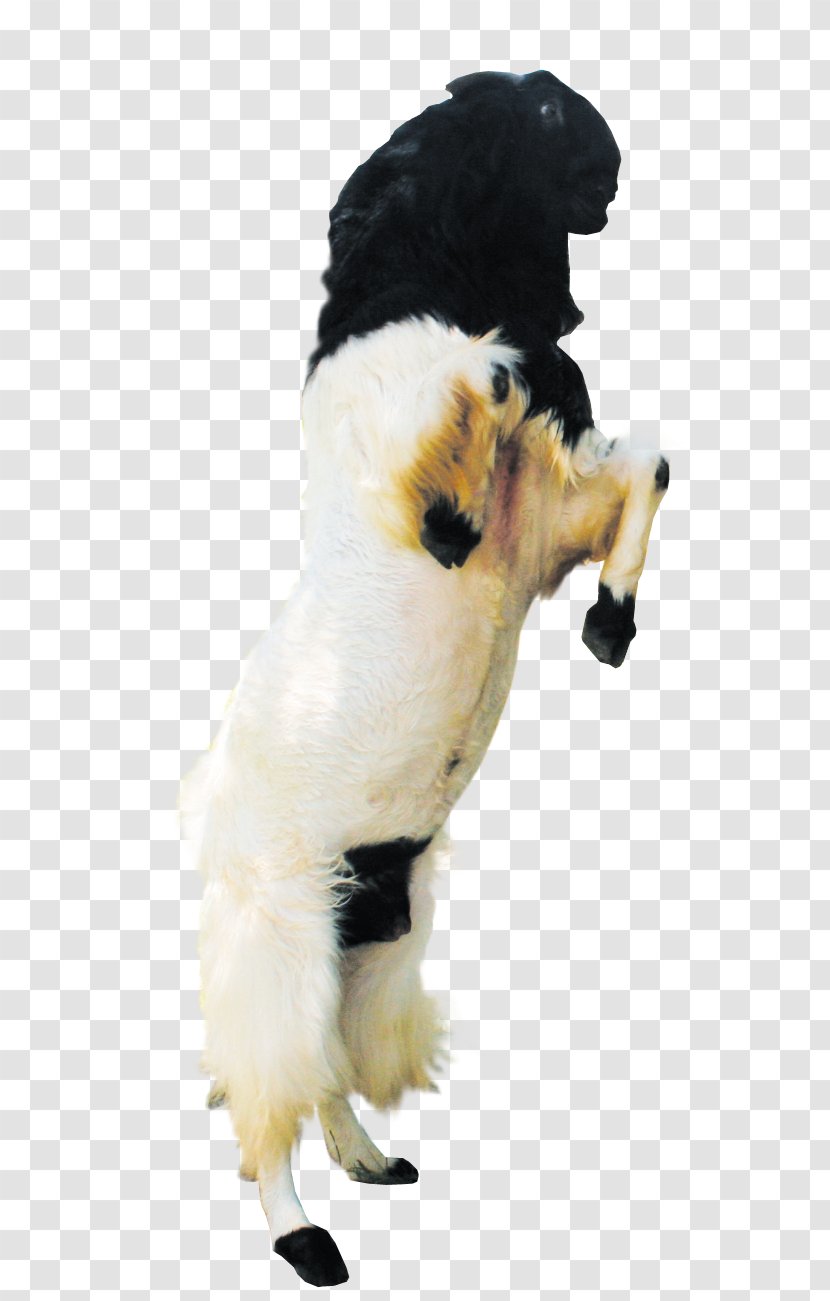 Jamnapari Goat Milk Saanen Boer - Dog Transparent PNG