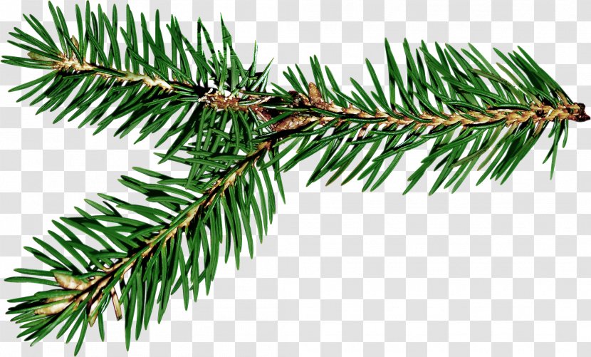 Ded Moroz Spruce Branch New Year Gift - Christmas - Pine Cone Transparent PNG