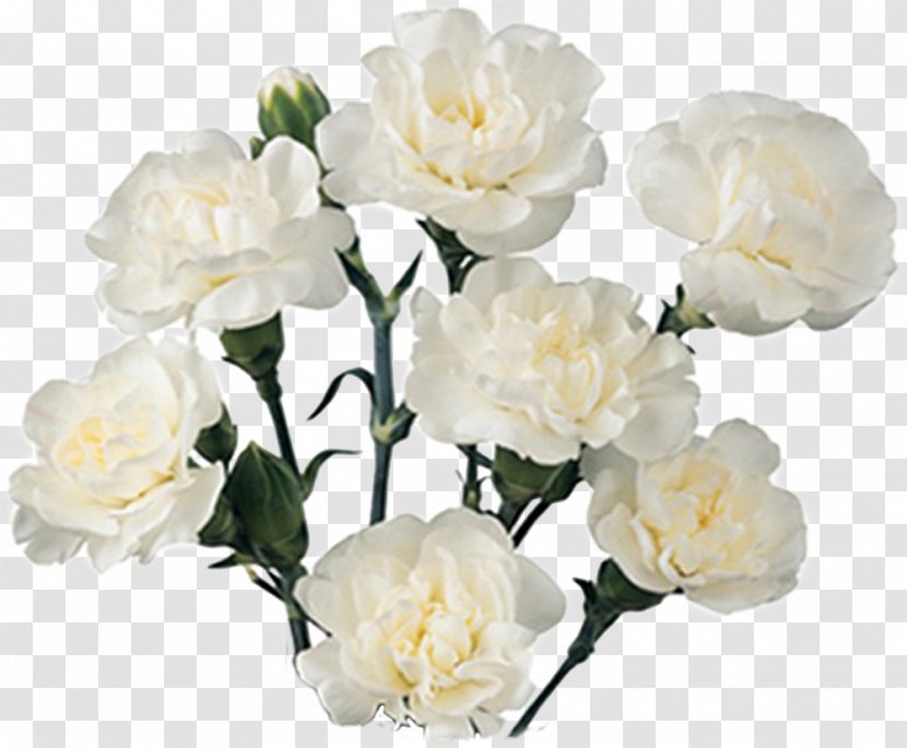 Carnation Cut Flowers Flower Bouquet White - Petal Transparent PNG