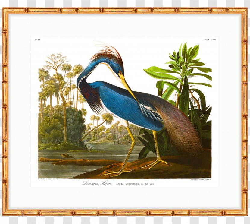 The Birds Of America Louisiana Heron National Audubon Society Havell Family - Roger Tory Peterson - Feather Transparent PNG