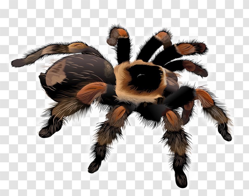 Spider Tarantula Drawing Clip Art - Hairy Vector Transparent PNG