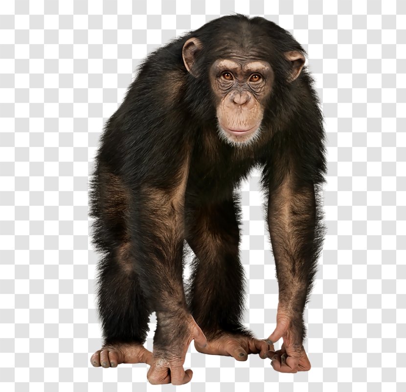 4 Pics 1 Word Chimpanzee La Paradoja Del Chimpance / The Chimp Paradox: El Programa De Gestion Mental Que Te Garantiza Exito, Confianza Y Felicidad Deseas Simple First Sounds Noisy Zoo - Terrestrial Animal Transparent PNG
