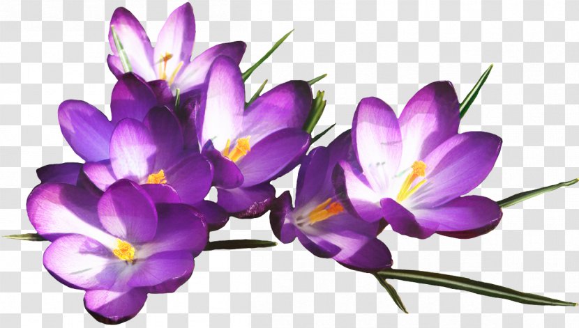 Saffron Flower - Haiku - Viola Perennial Plant Transparent PNG