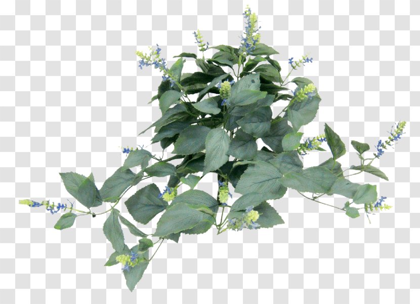Leaf Herb Tree Transparent PNG