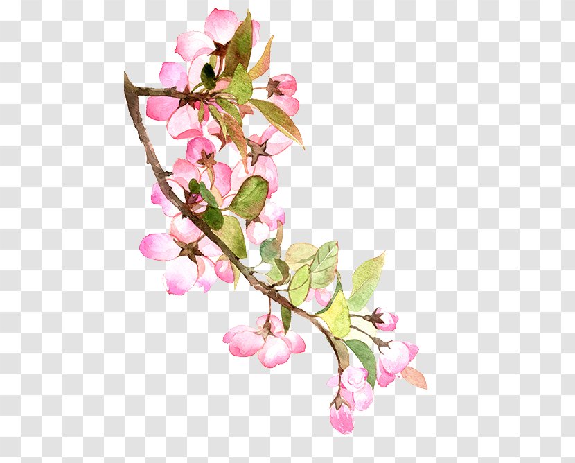 American Begonia Society - Branch - Blossom Transparent PNG