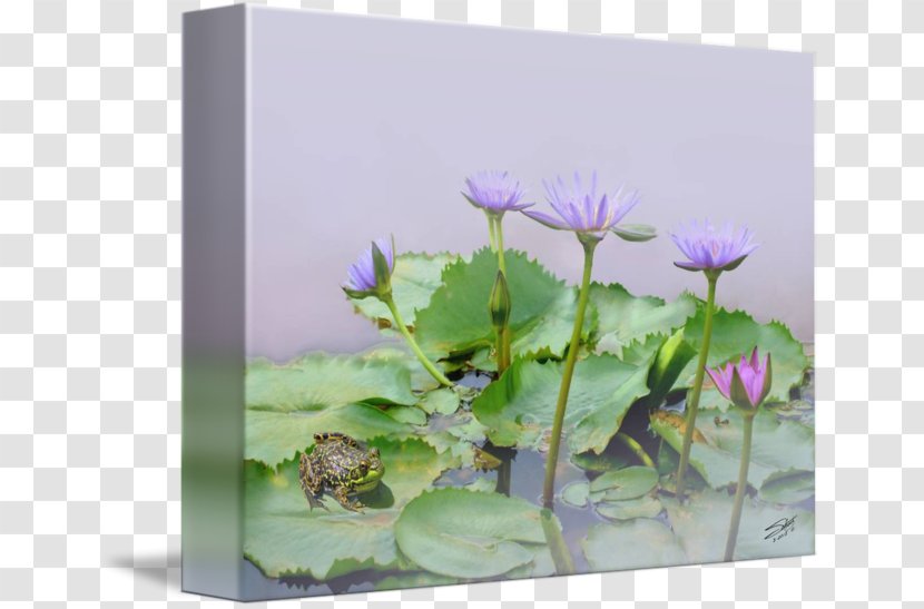 Egyptian Lotus Nymphaea Aquatic Plants Nouchali Nelumbo Nucifera - Petal - Water Lilly Transparent PNG