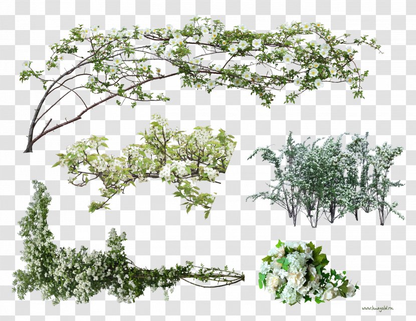 Download Flower Clip Art - Twig - Tree Branch Transparent PNG