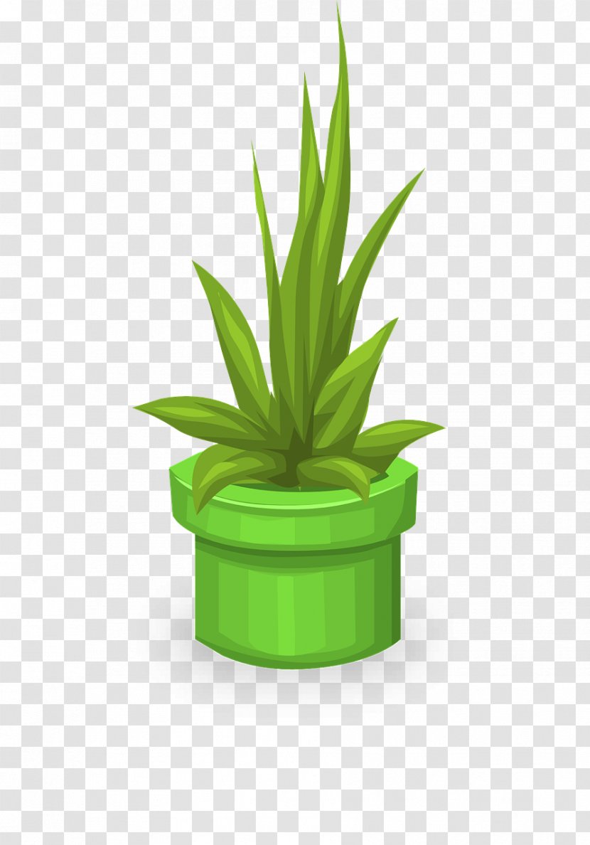 Plant - Flowerpot - Flowering Transparent PNG