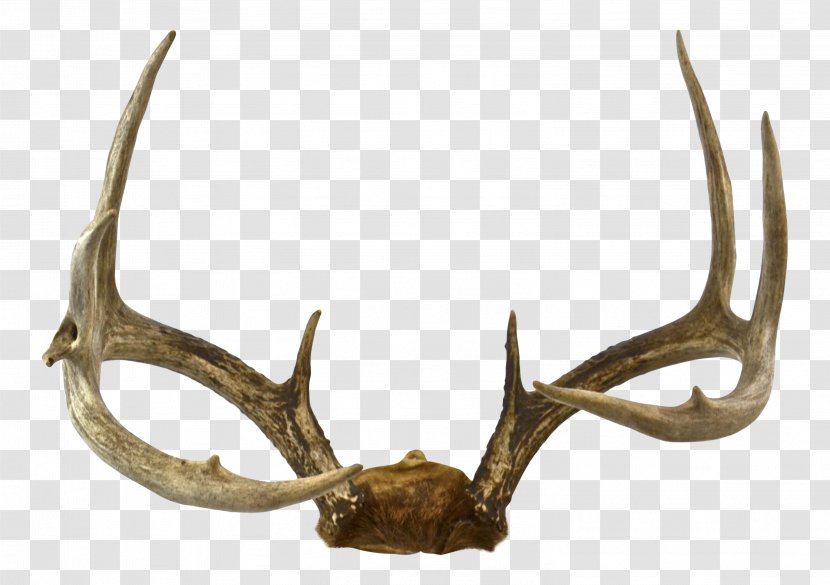 Antler Fallow Deer Elk Trophy Hunting - Price Transparent PNG