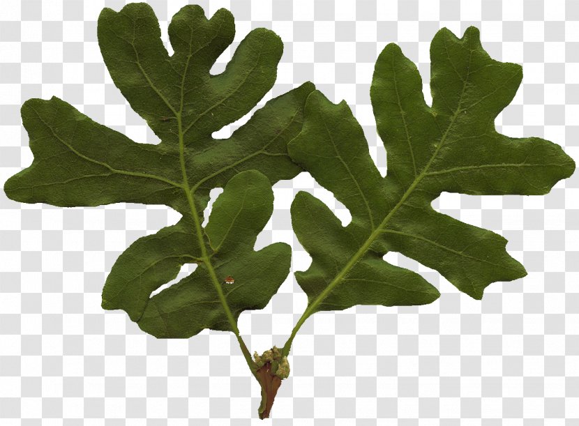 Leaf Tree White Oak Plant Stem - Texture Transparent PNG