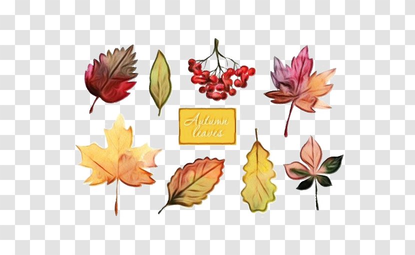 Autumn Leaf Drawing - Tree Flower Transparent PNG