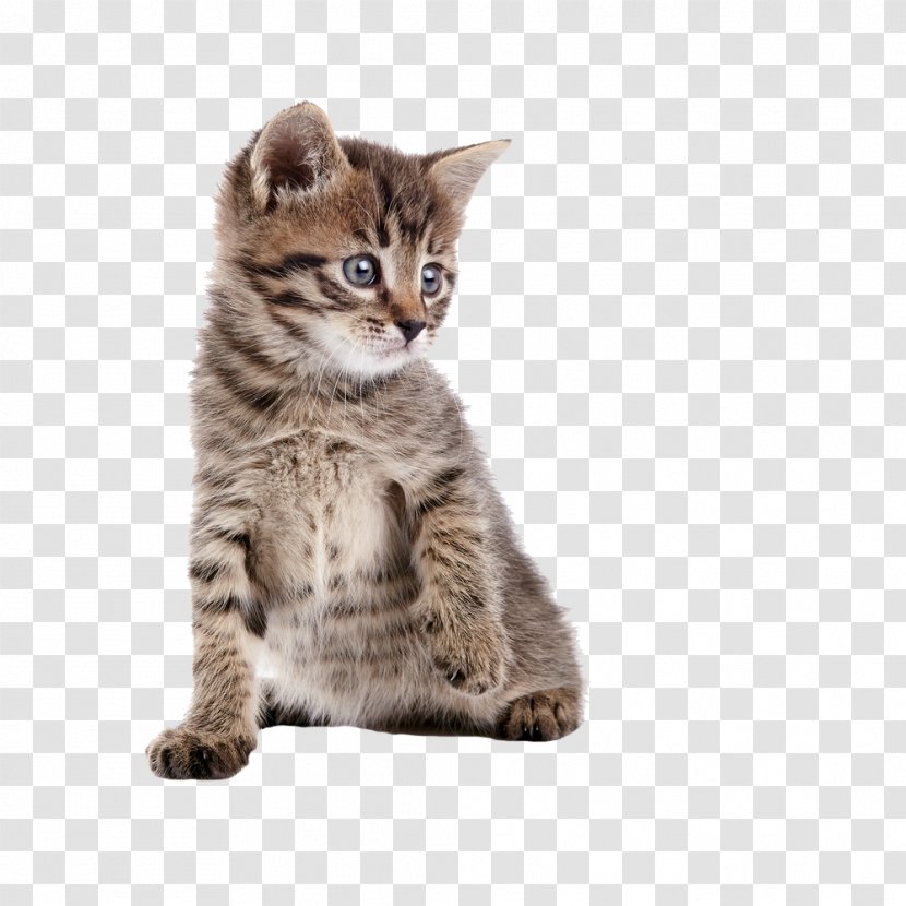 Kitten Dragon Li Pet Dog Animal - Small To Medium Sized Cats Transparent PNG