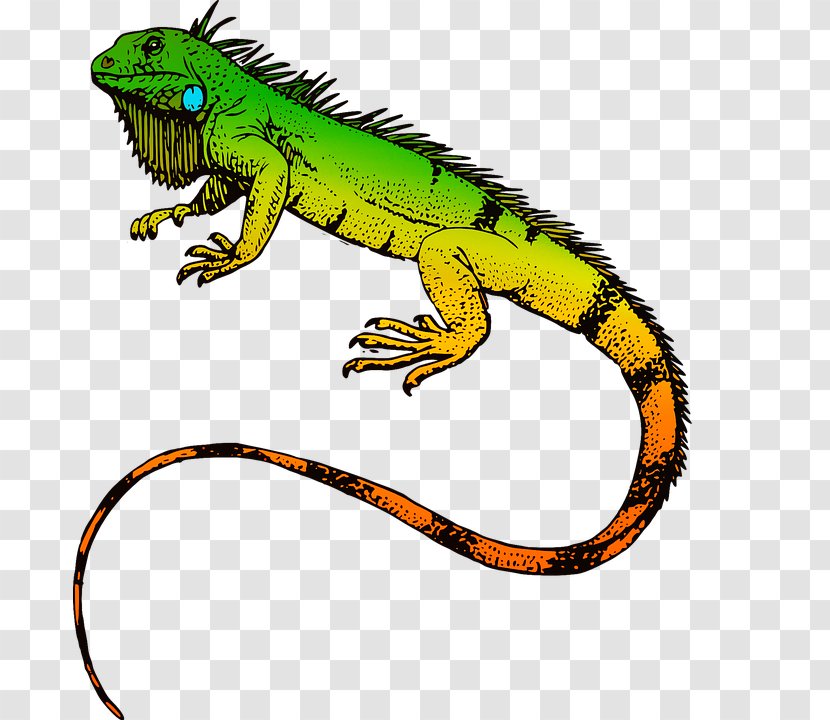 Green Iguana T-shirt Reptile Sticker Lizard - Fauna Transparent PNG