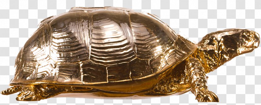 Box Turtle Reptile Shell - Tortoise - Picture Transparent PNG