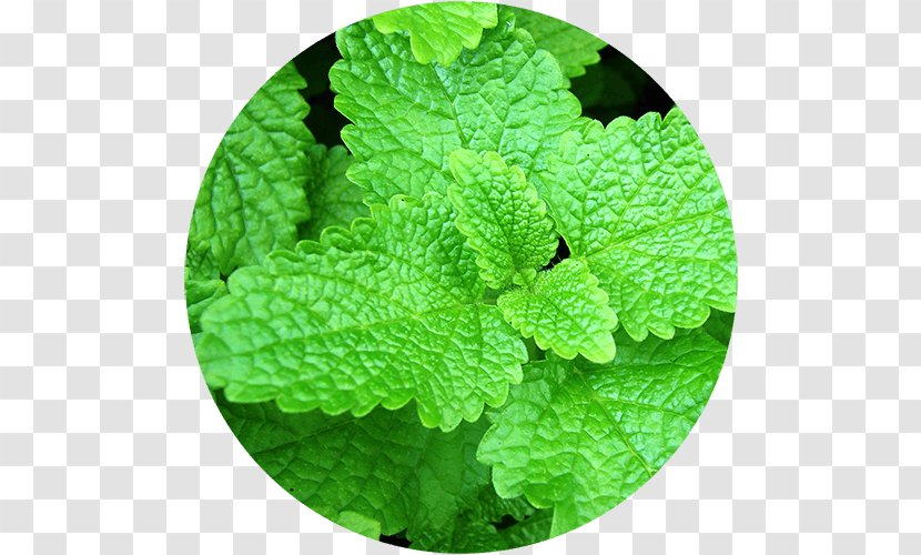 Lemon Balm Officinalis Plant Herb Seed Transparent PNG