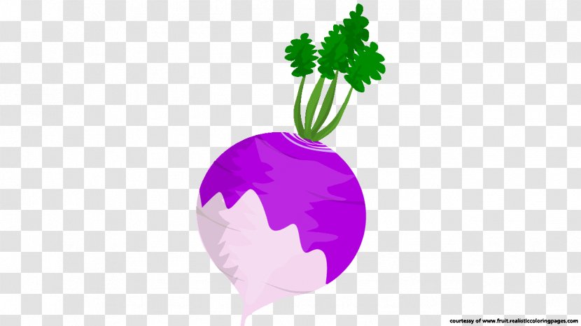 The Turnip Beetroot Food TeachersPayTeachers - Purple Transparent PNG