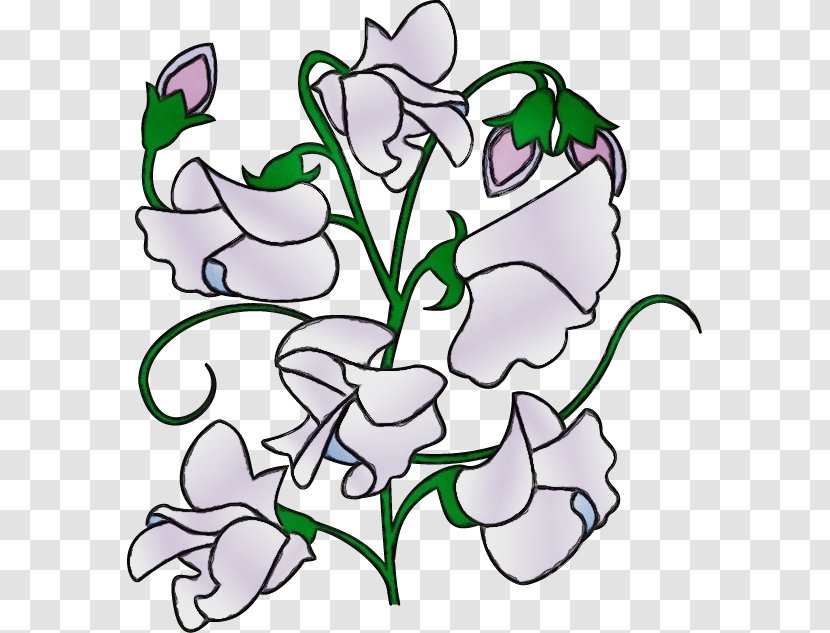 Sweet Pea Flower - Wet Ink - Floral Design Plant Stem Transparent PNG