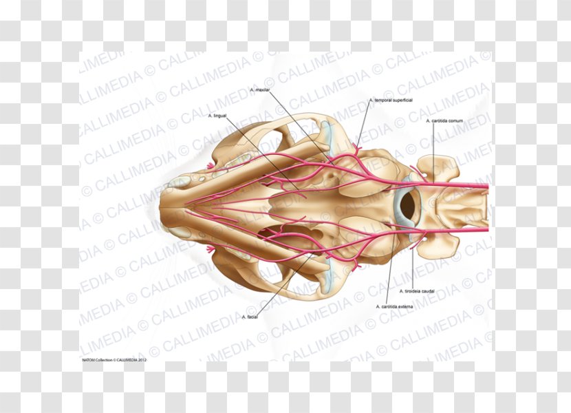 Bone Cat Anatomy Neck Human Body - Watercolor Transparent PNG