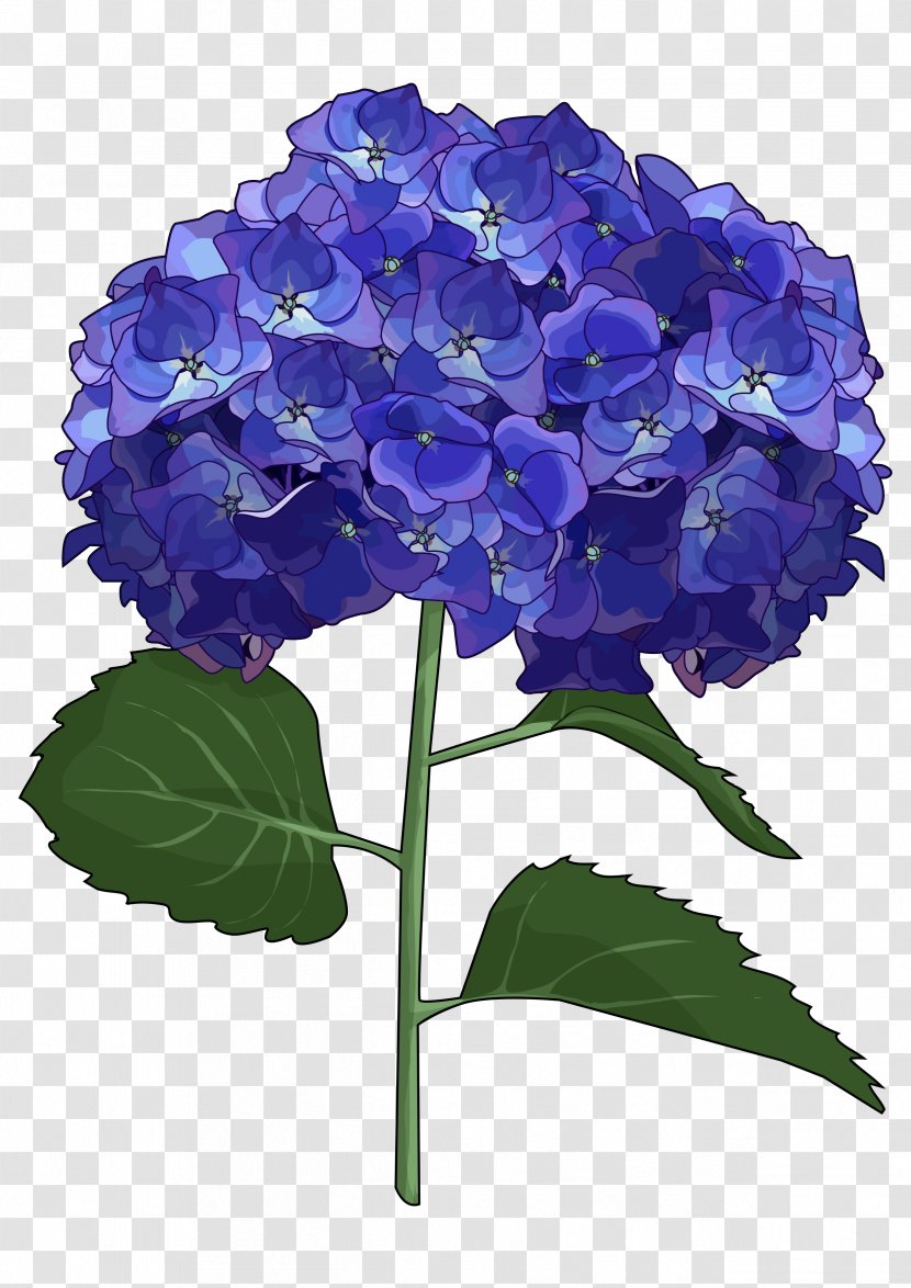 French Hydrangea Cut Flowers Drawing - Flowering Plant - Flower Transparent PNG