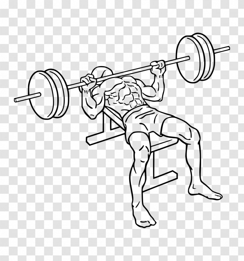 Bench Press Barbell Exercise Biceps Curl - Physical Fitness Transparent PNG