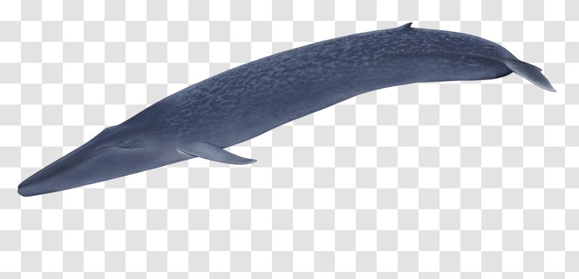 Tucuxi Common Bottlenose Dolphin Fish Transparent PNG