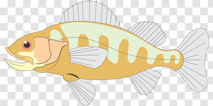 Food Chain Tail Fish Clip Art - Ua Transparent PNG