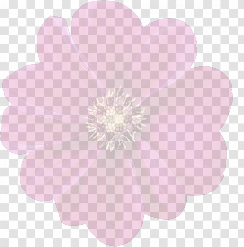 Petal Pink Flower Plant Herbaceous Transparent PNG